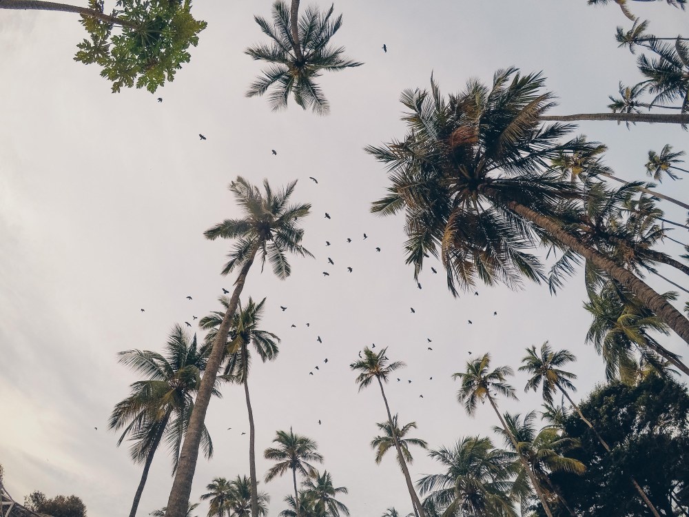 DCIM100GOPROGOPR2242.