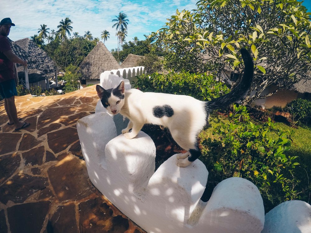 DCIM100GOPROGOPR2293.