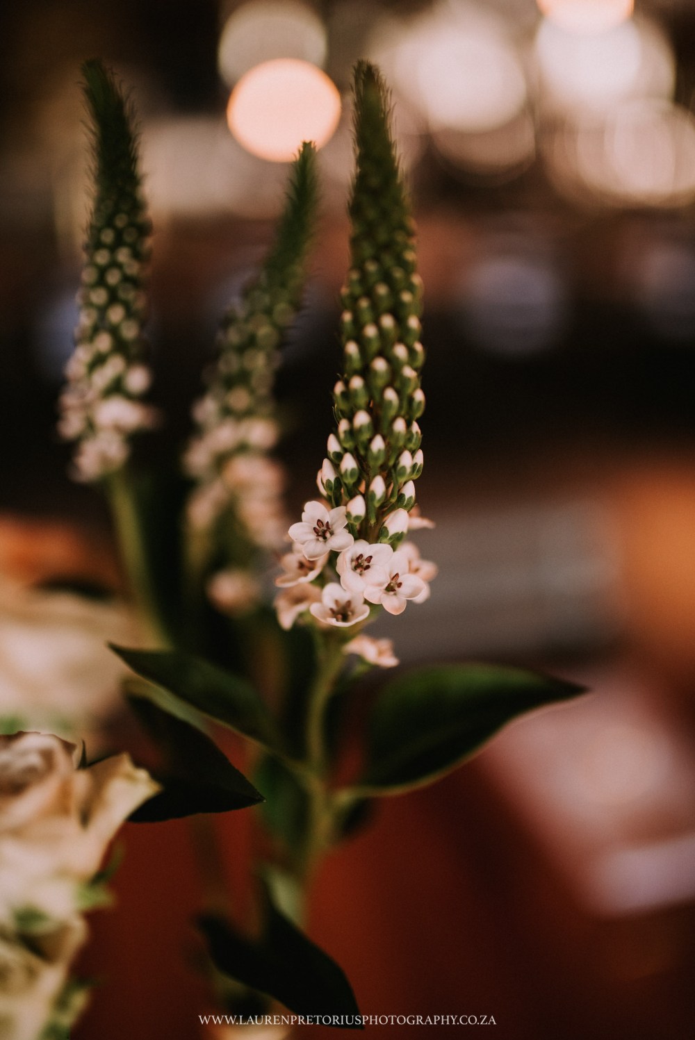 CapeTownWeddingPhotographerLaurenPretoriusPhotography-23